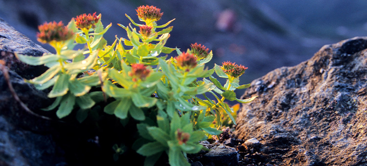 rhodiola rosea